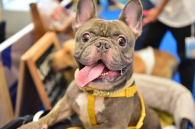 Rayong Tayland 23 Haziran 2023 Köpek ve çeviklik yarışmasında bir idareci .