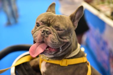 Rayong Tayland 23 Haziran 2023 Köpek ve çeviklik yarışmasında bir idareci .