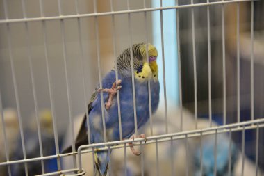 Rayong Tayland 23 Haziran 2023 Köpek ve çeviklik yarışmasında bir idareci .