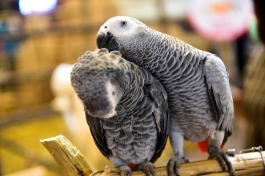Rayong Thailand February 15 2023 beautiful macaw parrot blue yellow on Timber.