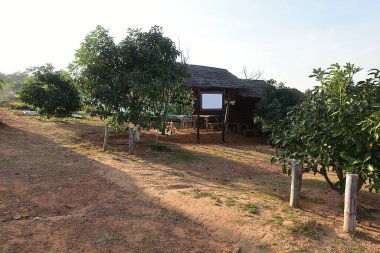 Chaiyaphum Thailand january 21 2023 Cultivation on organic farms of tasty hass avocado trees.