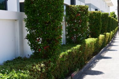 Mavi gökyüzü ve arka plan için küçük beyaz bulutlar.