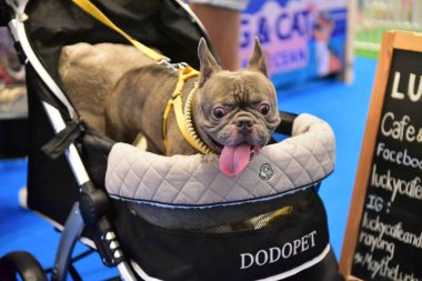 Rayong Tayland 23 Haziran 2023 Köpek ve çeviklik yarışmasında bir idareci .