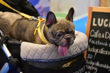 Rayong Tayland 23 Haziran 2023 Köpek ve çeviklik yarışmasında bir idareci .