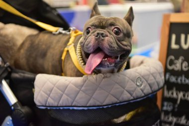 Rayong Tayland 23 Haziran 2023 Köpek ve çeviklik yarışmasında bir idareci .