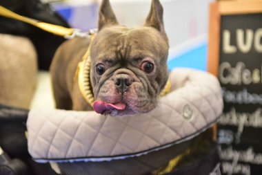 Rayong Tayland 23 Haziran 2023 Köpek ve çeviklik yarışmasında bir idareci .