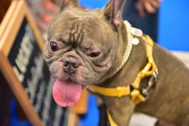 Rayong Tayland 23 Haziran 2023 Köpek ve çeviklik yarışmasında bir idareci .