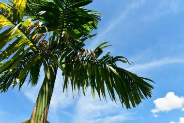 Mavi gökyüzü ve arka plan için küçük beyaz bulutlar.