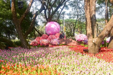 Chiang Rai Tayland 28 Aralık 2022 ASEAN Çiçek Festivali Chiang Rai 2022