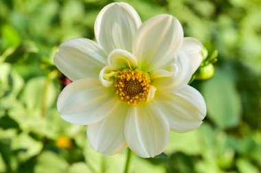 Chiang Rai Tayland 28 Aralık 2022 ASEAN Çiçek Festivali Chiang Rai 2022