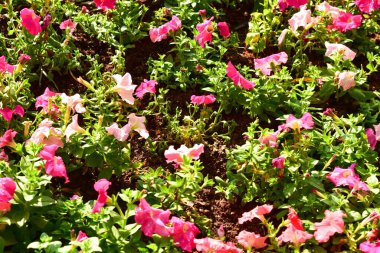 Chiang Rai Tayland 28 Aralık 2022 ASEAN Çiçek Festivali Chiang Rai 2022