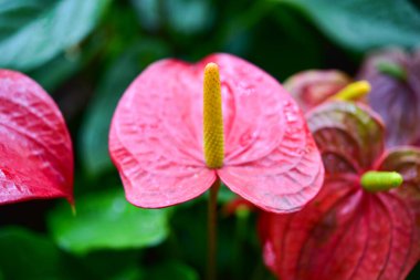 Chiang Rai Tayland 28 Aralık 2022 ASEAN Çiçek Festivali Chiang Rai 2022