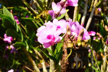 Chiang Rai Tayland 28 Aralık 2022 ASEAN Çiçek Festivali Chiang Rai 2022