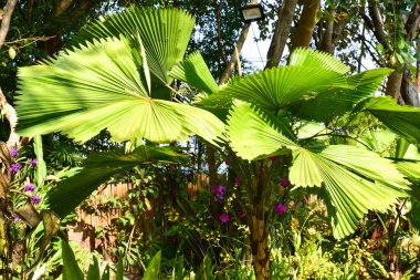 Chiang Rai Tayland 28 Aralık 2022 ASEAN Çiçek Festivali Chiang Rai 2022