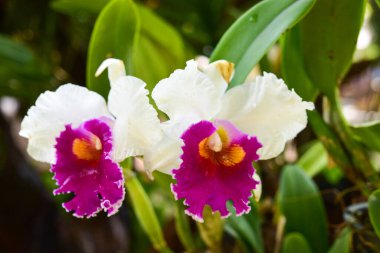 Chiang Rai Tayland 28 Aralık 2022 ASEAN Çiçek Festivali Chiang Rai 2022