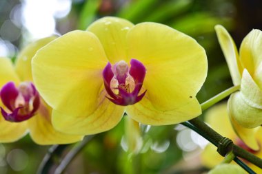 Chiang Rai Tayland 28 Aralık 2022 ASEAN Çiçek Festivali Chiang Rai 2022