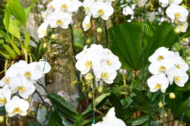 Chiang Rai Tayland 28 Aralık 2022 ASEAN Çiçek Festivali Chiang Rai 2022