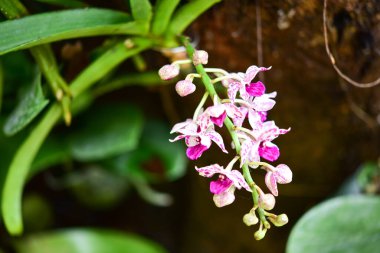 Chiang Rai Tayland 28 Aralık 2022 ASEAN Çiçek Festivali Chiang Rai 2022