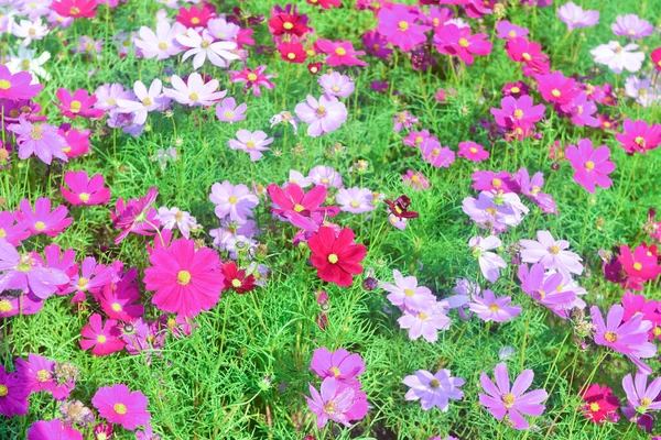 Chiang Rai Tayland Aralık 2022 Asean Çiçek Festivali Chiang Rai — Stok fotoğraf
