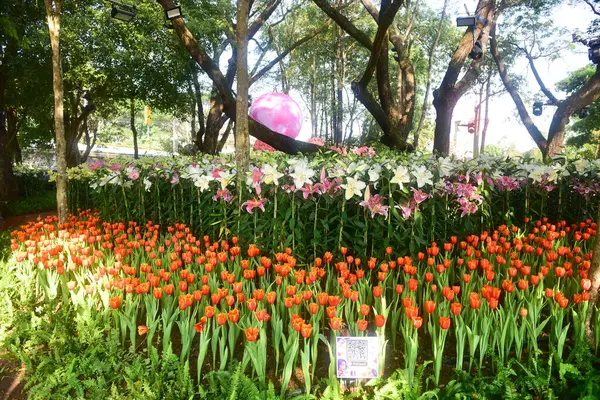 Чан Рай Таиланд Декабря 2022 Года Асеан Фестиваль Цветов Чианг — стоковое фото