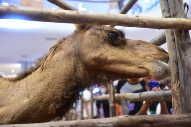 Rayong Thailand February 15 2023 beautiful camel face activity fair at central rayong.