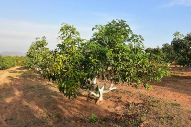 Chaiyaphum Thailand january 21 2023 Cultivation on organic farms of tasty hass avocado trees.