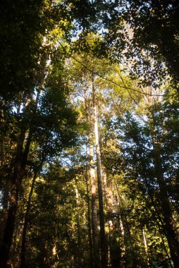 Phitsanulok Thailand January 25 2023 Wat Pa Phuhin Rong kla, Ban Rong Kla, Phu Hin Rong Kla National Park.
