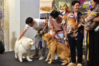 Rayong Tayland 23 Haziran 2023 Köpek ve çeviklik yarışmasında bir idareci .