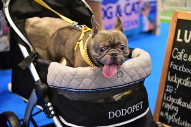 Rayong Tayland 23 Haziran 2023 Köpek ve çeviklik yarışmasında bir idareci .