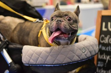 Rayong Tayland 23 Haziran 2023 Köpek ve çeviklik yarışmasında bir idareci .