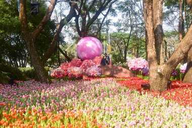 Chiang Rai Tayland 28 Aralık 2022 ASEAN Çiçek Festivali Chiang Rai 2022