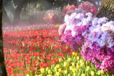 Chiang Rai Tayland 28 Aralık 2022 ASEAN Çiçek Festivali Chiang Rai 2022