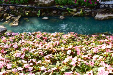 Chiang Rai Tayland 28 Aralık 2022 ASEAN Çiçek Festivali Chiang Rai 2022