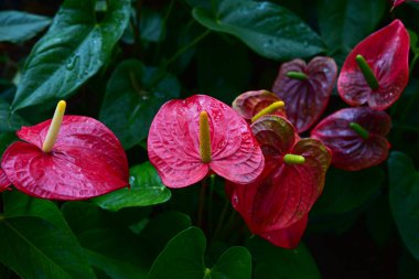 Chiang Rai Tayland 28 Aralık 2022 ASEAN Çiçek Festivali Chiang Rai 2022