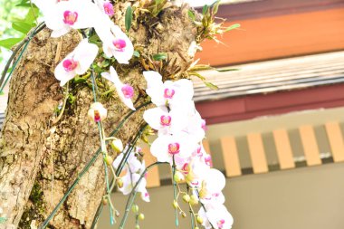 Chiang Rai Tayland 28 Aralık 2022 ASEAN Çiçek Festivali Chiang Rai 2022