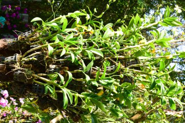 Chiang Rai Tayland 28 Aralık 2022 ASEAN Çiçek Festivali Chiang Rai 2022