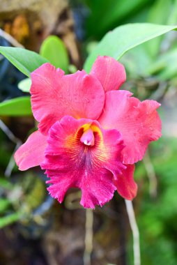 Chiang Rai Tayland 28 Aralık 2022 ASEAN Çiçek Festivali Chiang Rai 2022