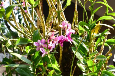 Chiang Rai Tayland 28 Aralık 2022 ASEAN Çiçek Festivali Chiang Rai 2022