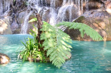 Chiang Rai Tayland 28 Aralık 2022 ASEAN Çiçek Festivali Chiang Rai 2022