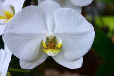 Chiang Rai Tayland 28 Aralık 2022 ASEAN Çiçek Festivali Chiang Rai 2022