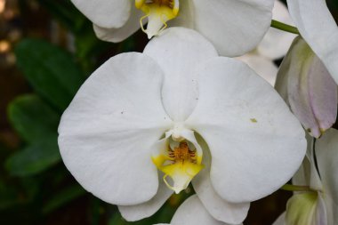 Chiang Rai Tayland 28 Aralık 2022 ASEAN Çiçek Festivali Chiang Rai 2022