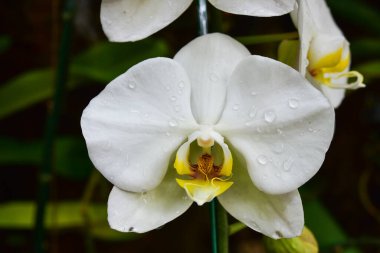 Chiang Rai Tayland 28 Aralık 2022 ASEAN Çiçek Festivali Chiang Rai 2022