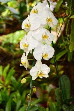 Chiang Rai Tayland 28 Aralık 2022 ASEAN Çiçek Festivali Chiang Rai 2022