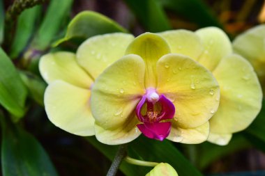 Chiang Rai Tayland 28 Aralık 2022 ASEAN Çiçek Festivali Chiang Rai 2022