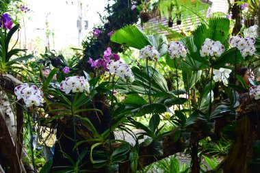 Chiang Rai Tayland 28 Aralık 2022 ASEAN Çiçek Festivali Chiang Rai 2022