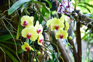 Chiang Rai Tayland 28 Aralık 2022 ASEAN Çiçek Festivali Chiang Rai 2022