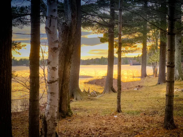 Gün Batımında Ormanda Gökyüzüne Karşı Büyüyen Ağaçların Yansıttığı Güneş Işığının — Stok fotoğraf