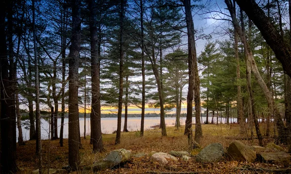 Живописный Спокойный Вид Пышные Деревья Растущие Травянистой Земле Озером Заднем — стоковое фото