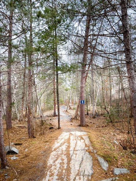 森の中の木々の中の歩道の視点を薄める — ストック写真