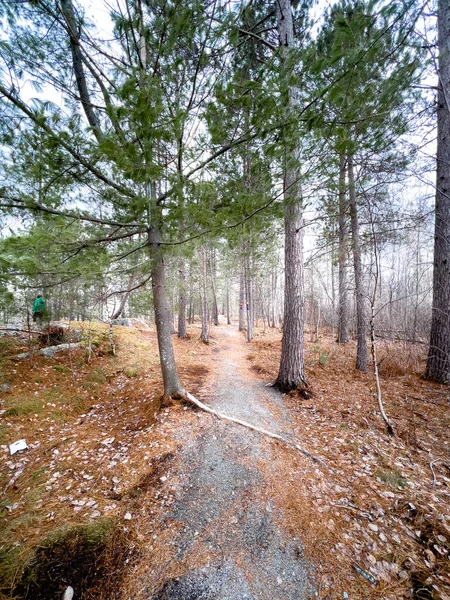 森の中で立ち並ぶ木々の中の未舗装道路の風景 — ストック写真